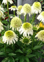 Jeżówka „Delicious Nougat” - Echinacea purpurea Delicious Nougat - Image 2