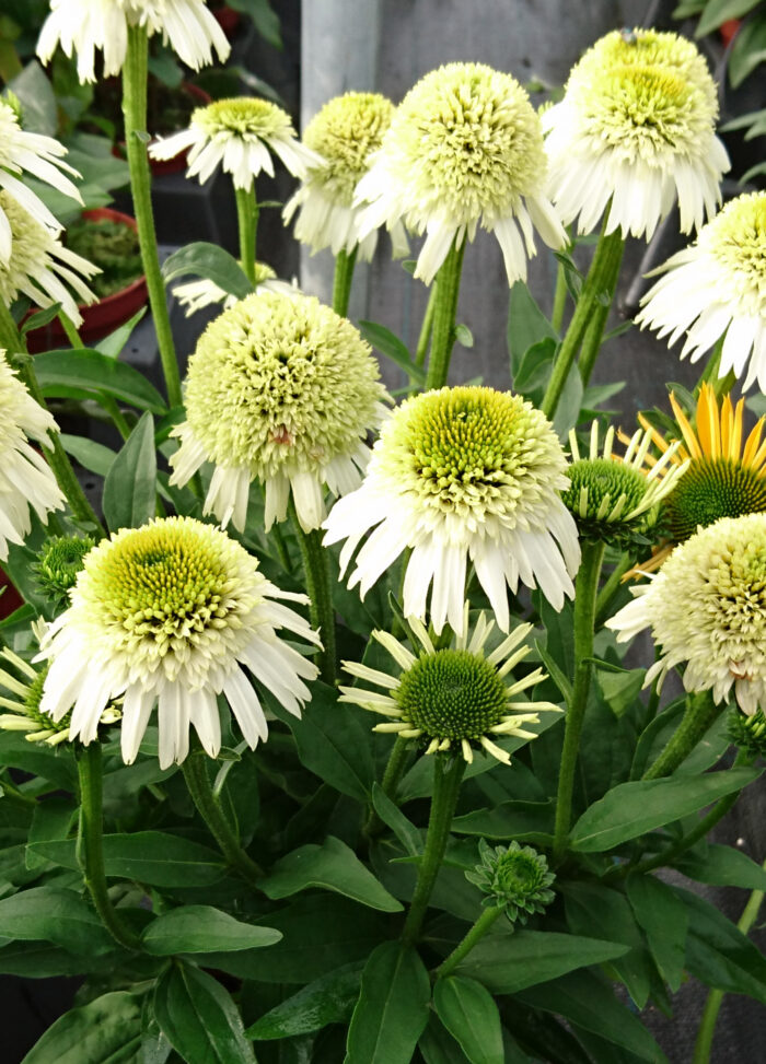 Jeżówka „Delicious Nougat” - Echinacea purpurea Delicious Nougat - Image 2