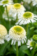 Jeżówka „Delicious Nougat” - Echinacea purpurea Delicious Nougat - Image 3