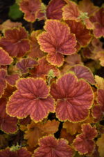 Żurawka „Delta Dawn” - Heuchera hybrida "Delta Dawn"