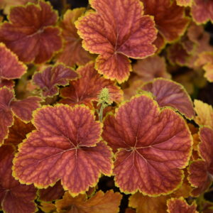 Żurawka „Delta Dawn” - Heuchera hybrida "Delta Dawn"