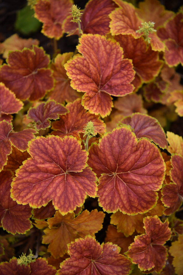 Żurawka „Delta Dawn” - Heuchera hybrida "Delta Dawn" - obrazek 1