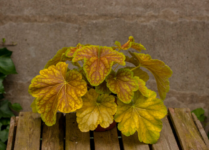 Żurawka „Delta Dawn” - Heuchera hybrida "Delta Dawn" - obrazek 6