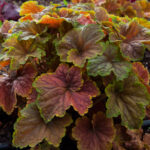 Żurawka „Delta Dawn” - Heuchera hybrida "Delta Dawn" - obrazek 7