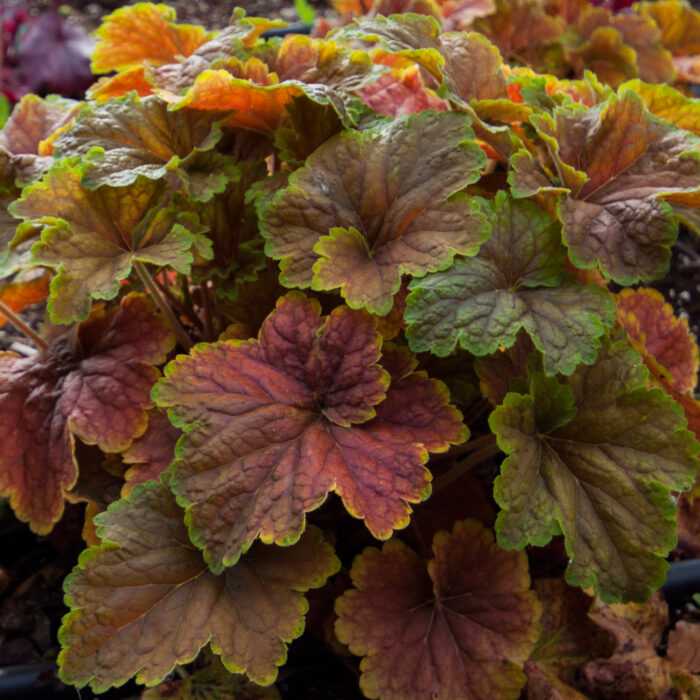 Żurawka „Delta Dawn” - Heuchera hybrida "Delta Dawn" - obrazek 7
