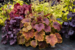 Żurawka „Delta Dawn” - Heuchera hybrida "Delta Dawn" - obrazek 8