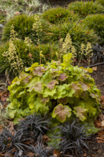 Żurawka „Delta Dawn” - Heuchera hybrida "Delta Dawn" - obrazek 9