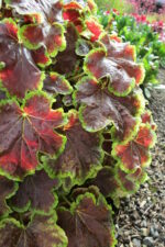 Żurawka „Delta Dawn” - Heuchera hybrida "Delta Dawn" - obrazek 10