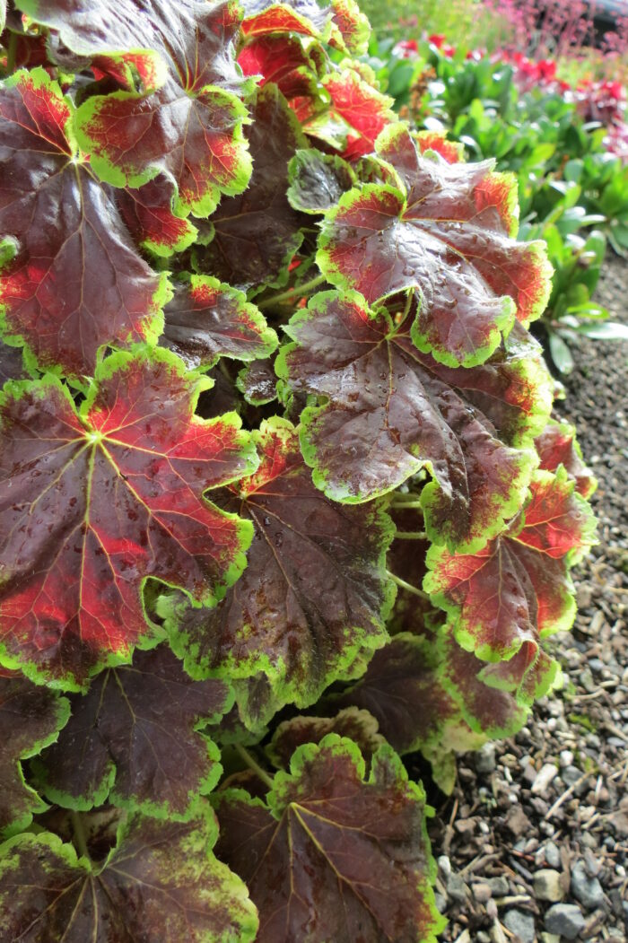 Żurawka „Delta Dawn” - Heuchera hybrida "Delta Dawn" - obrazek 10