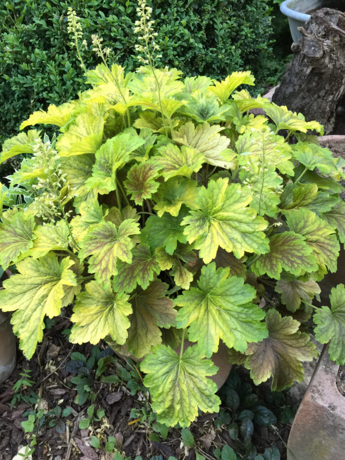 Żurawka „Delta Dawn” - Heuchera hybrida "Delta Dawn" - obrazek 2