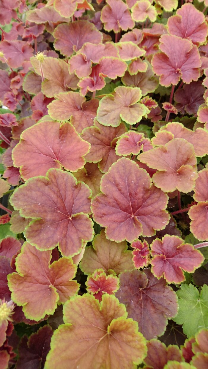 Żurawka „Delta Dawn” - Heuchera hybrida "Delta Dawn" - obrazek 3
