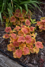Żurawka „Delta Dawn” - Heuchera hybrida "Delta Dawn" - obrazek 4