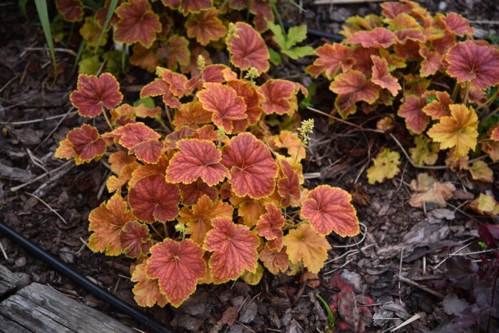 Żurawka „Delta Dawn” - Heuchera hybrida "Delta Dawn" - obrazek 5