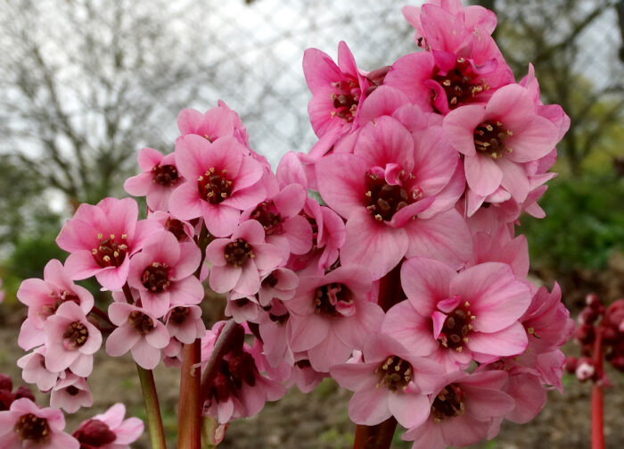 Bergenia „Dragonfly Sakura” - Bergenia hybrida Dragonfly Sakura - Image 3