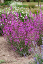 Krwawnica rózgowata „Dropmore Purple” - Lythrum virgatum "Dropmore Purple" - Image 2