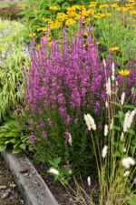 Krwawnica rózgowata „Dropmore Purple” - Lythrum virgatum "Dropmore Purple" - Image 4