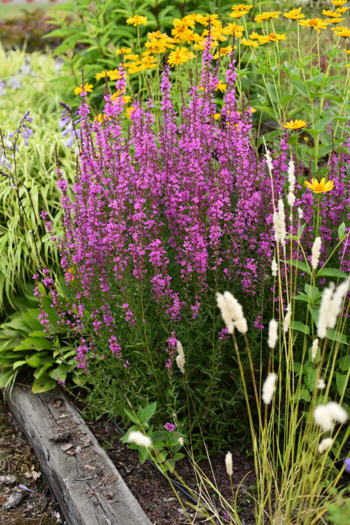 Krwawnica rózgowata „Dropmore Purple” - Lythrum virgatum "Dropmore Purple" - Image 4