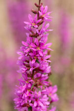Krwawnica rózgowata „Dropmore Purple” - Lythrum virgatum "Dropmore Purple"