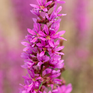 Krwawnica rózgowata „Dropmore Purple” - Lythrum virgatum "Dropmore Purple"