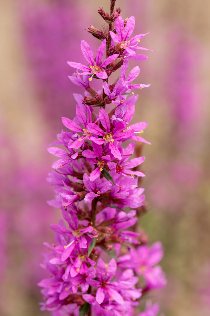 Krwawnica rózgowata „Dropmore Purple” - Lythrum virgatum "Dropmore Purple" - Image 1