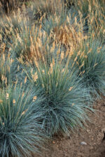 Kostrzewa sina „Eisvogel” - Festuca glauca Eisvogel - Image 6