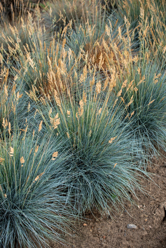 Kostrzewa sina „Eisvogel” - Festuca glauca Eisvogel - Image 6