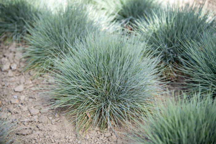 Kostrzewa sina „Eisvogel” - Festuca glauca Eisvogel - Image 7
