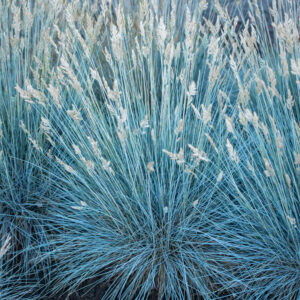 Kostrzewa sina „Eisvogel” - Festuca glauca Eisvogel