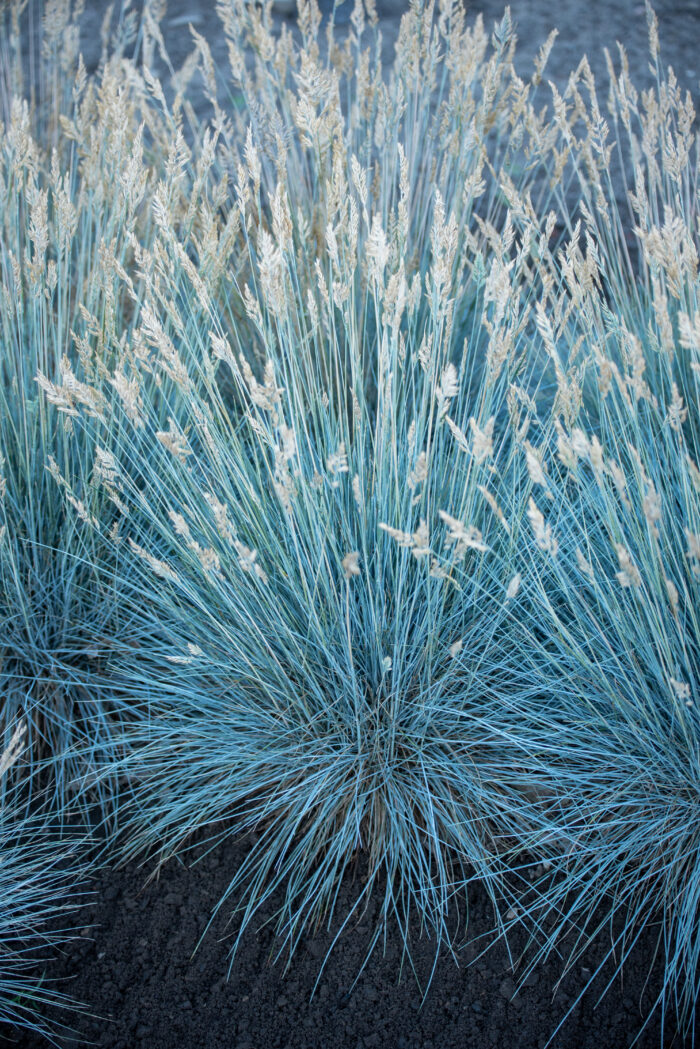 eisvogel_festuca-glauca_79056_4 Kostrzewa sina „Eisvogel” - Festuca glauca Eisvogel - Image 1