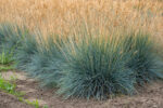 Kostrzewa sina „Eisvogel” - Festuca glauca Eisvogel - Image 3