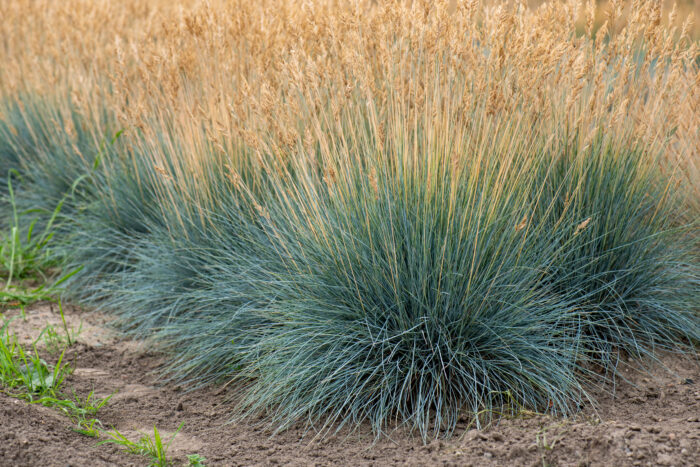 Kostrzewa sina „Eisvogel” - Festuca glauca Eisvogel - Image 3