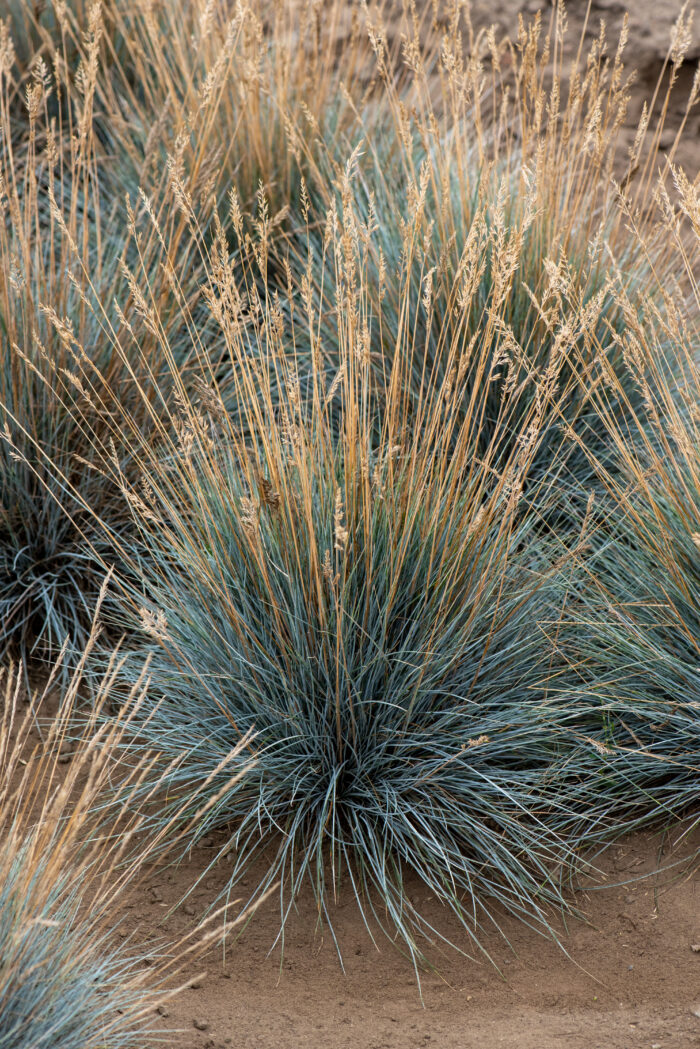 Kostrzewa sina „Eisvogel” - Festuca glauca Eisvogel - Image 4