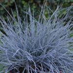 Kostrzewa sina „Eisvogel” - Festuca glauca Eisvogel - Image 5