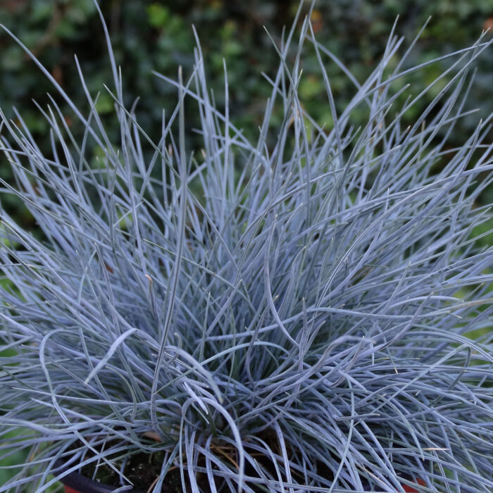 Kostrzewa sina „Eisvogel” - Festuca glauca Eisvogel - Image 5