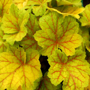 Żurawka „Electra” - Heuchera hybrida "Electra"