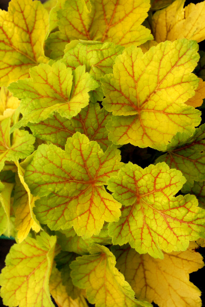 Żurawka „Electra” - Heuchera hybrida "Electra" - obrazek 2
