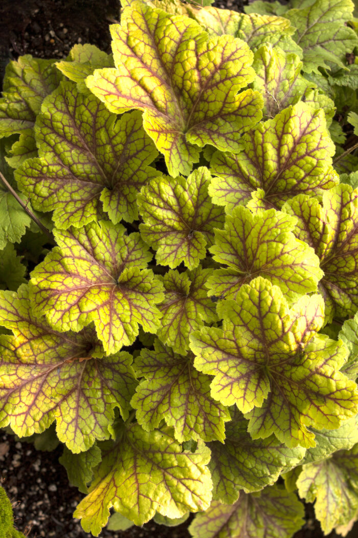 Żurawka „Electra” - Heuchera hybrida "Electra" - obrazek 3