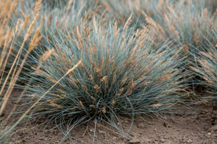 Kostrzewa sina „Elijah Blue” - Festuca glauca Elijah Blue - Image 5