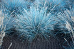 Kostrzewa sina „Elijah Blue” - Festuca glauca Elijah Blue