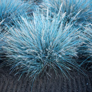 Kostrzewa sina „Elijah Blue” - Festuca glauca Elijah Blue