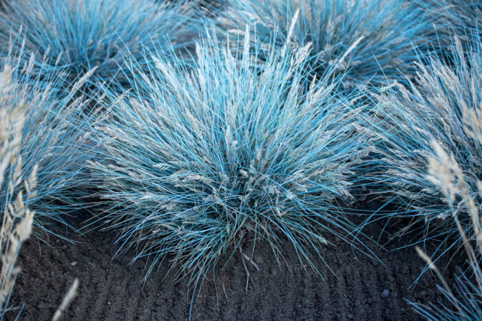 Kostrzewa sina „Elijah Blue” - Festuca glauca Elijah Blue - Image 1