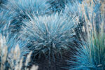 Kostrzewa sina „Elijah Blue” - Festuca glauca Elijah Blue - Image 6