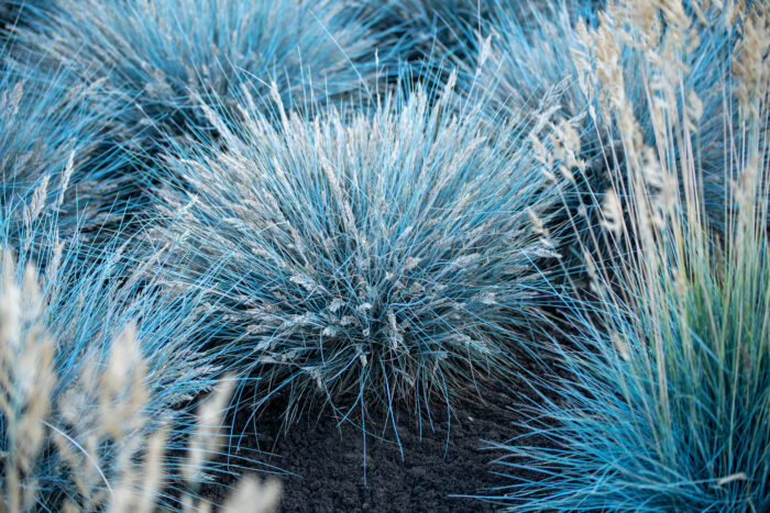 Kostrzewa sina „Elijah Blue” - Festuca glauca Elijah Blue - Image 6