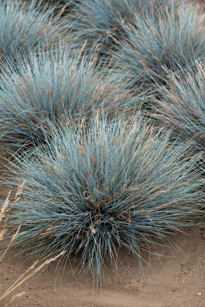 Kostrzewa sina „Elijah Blue” - Festuca glauca Elijah Blue - Image 7