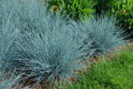 Kostrzewa sina „Elijah Blue” - Festuca glauca Elijah Blue - Image 8