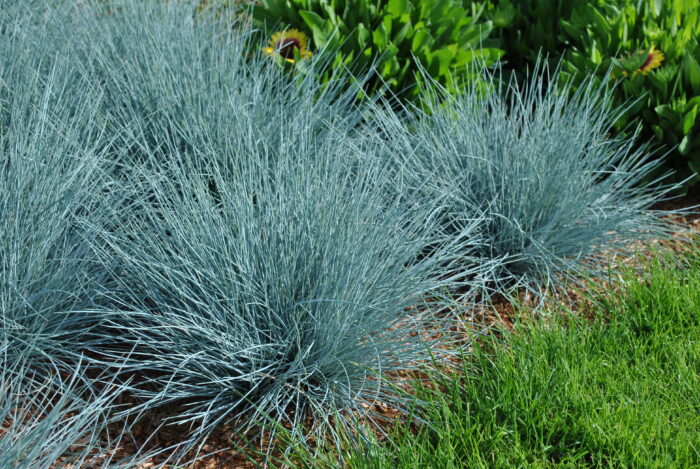 Kostrzewa sina „Elijah Blue” - Festuca glauca Elijah Blue - Image 8