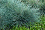 Kostrzewa sina „Elijah Blue” - Festuca glauca Elijah Blue - Image 9