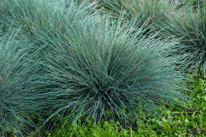 Kostrzewa sina „Elijah Blue” - Festuca glauca Elijah Blue - Image 9