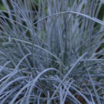 Kostrzewa sina „Elijah Blue” - Festuca glauca Elijah Blue - Image 2