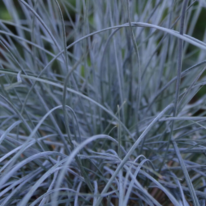 Kostrzewa sina „Elijah Blue” - Festuca glauca Elijah Blue - Image 2